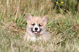 CORGI PEMBROKE 111